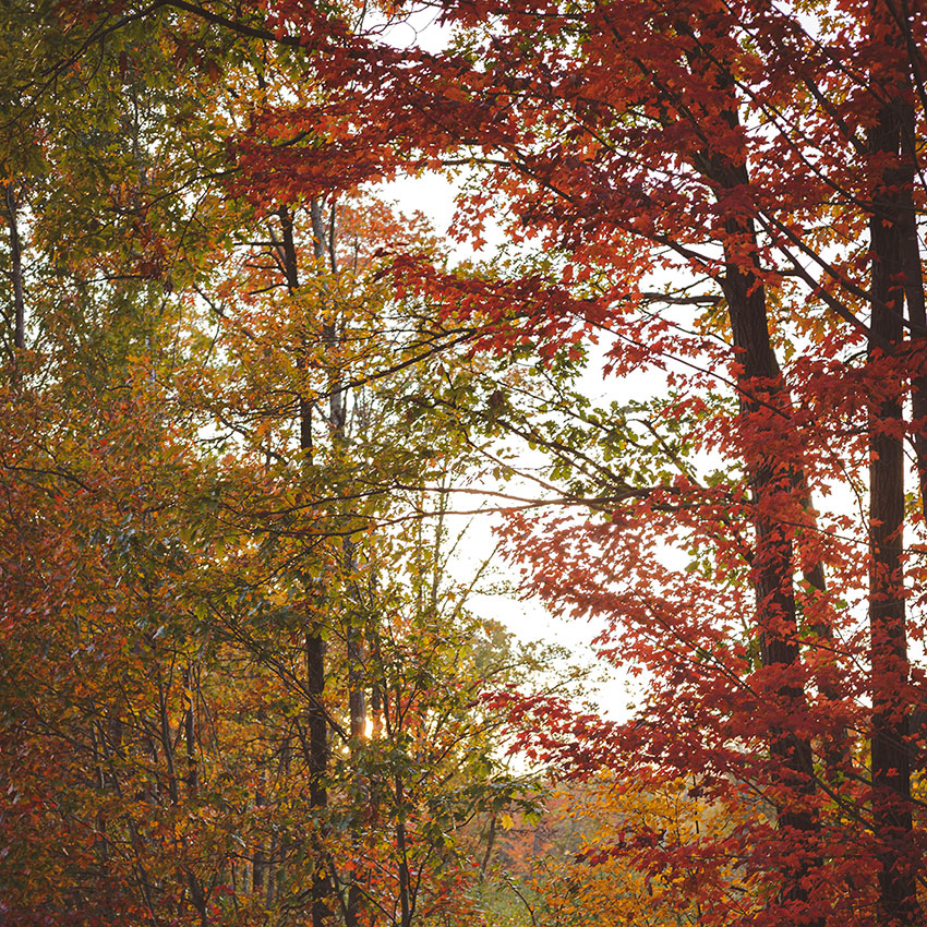 Herbst, Herbstspaziergang, bunte Blätter, Blätterlaub, herbstliche Stimmung, Herbstfarben